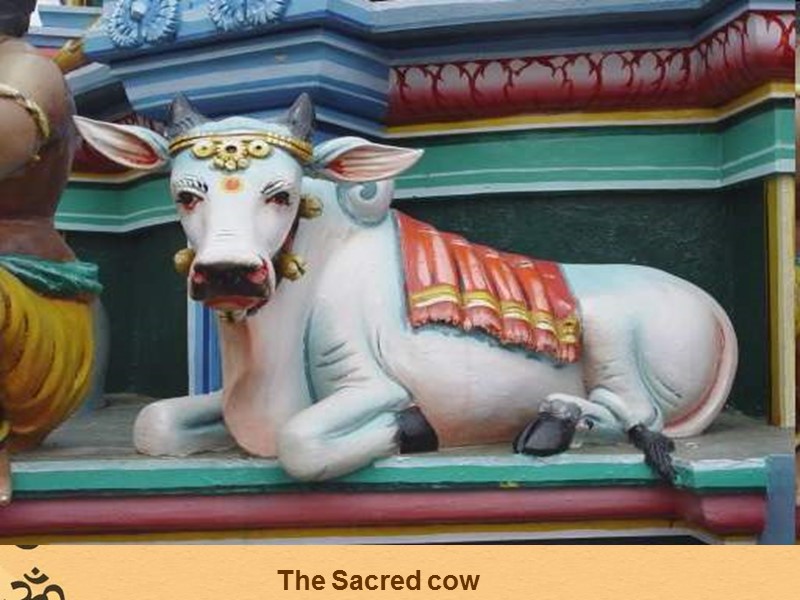 The Sacred cow